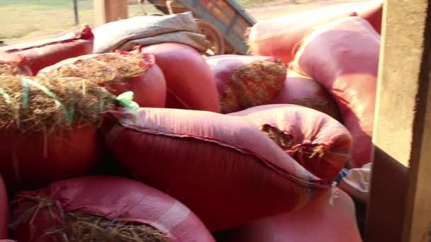 MCU pan a través de sacos de tallos de arroz en sacos grandes en Asia — Vídeos de Stock