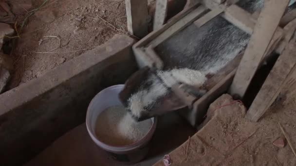 Накладные расходы MCU деревянного подноса для шейкеров на установке для шелушения риса в Азии — стоковое видео