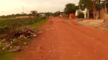 Siem Reap, Kamboçya - Temmuz 2016 yaklaşık: inek, köpek ve köylüler geçen Asya de toprak yol bisikleti eylem cam görünümü