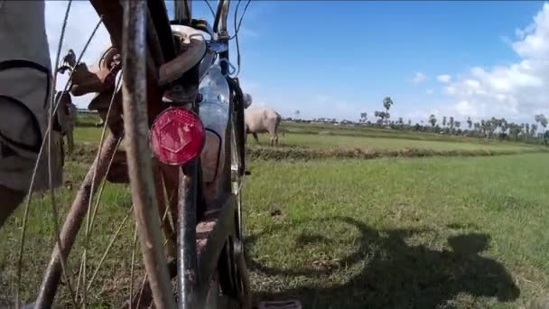 SIEM REAP, CAMBODIA - CIRCA JULY 2016: Cyclist wheels his bike through paddy field towards water buffalo in Asia — Stock Video