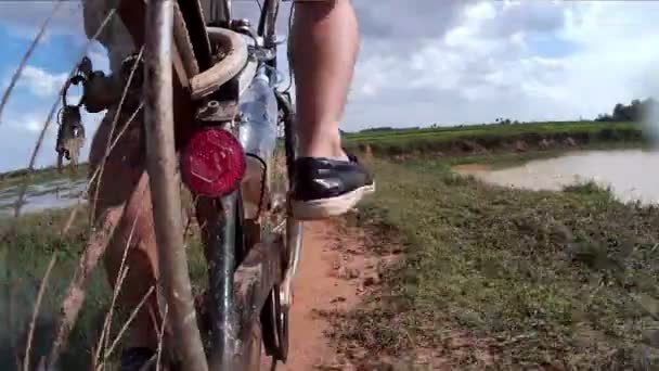 Siem reap, Kambodscha - ca. Juli 2016: action cam pov asia cycling: Fahrt auf dem Reisfelderweg mit Hund und Büffel — Stockvideo