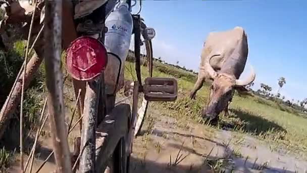 SIEM REAP, CAMBODIA - CIRCA JULY 2016: Rear view action cam POV Asia cycling: Roll bike through mud to Water Buffalo — Stock Video