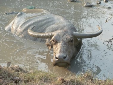 Asya - Orta bir çamur delik içinde Wallowing manda