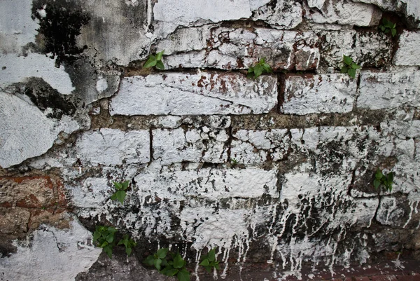 Trasiga stuckatur vägg med vitkalkade exponerade tegel textur och ve — Stockfoto