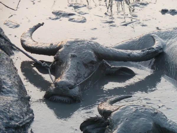 Mehrere Wasserbüffel suhlen sich in einem Schlammloch in Asien - näher — Stockfoto