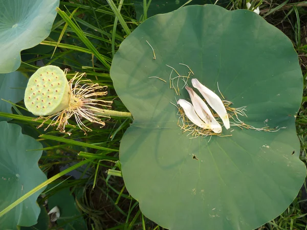 Lys d'eau au lotus et pétales — Photo