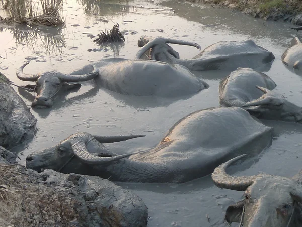 Bir çamur deliği su Buffalos wallowing bir grup orta çekim