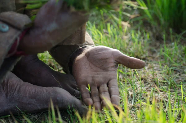 Manos de arroz Trabajador de campo cosechando arroz en el sudeste asiático —  Fotos de Stock