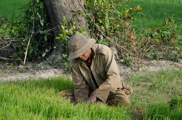 Wide view of male Rice Field Worker Harvesting Rice in Southeast Asia — Stock Photo, Image