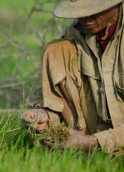 Varón trabajador del arroz se agacha y agarra nuevos brotes de arroz verde para prepararse para el trasplante a un nuevo campo —  Fotos de Stock