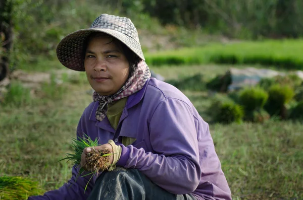 Kandal Province, Cambodia - December 31, 2014 - Female rice worker looks up from her work with handful of rice — Stock Photo, Image