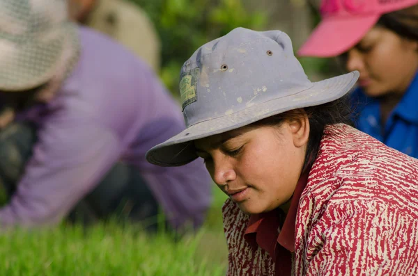 KANDAL PROVINCE, CAMBODIA - DECEMBER 31, 2013 - Female Rice Worker profile as she tends her field — Stock Photo, Image