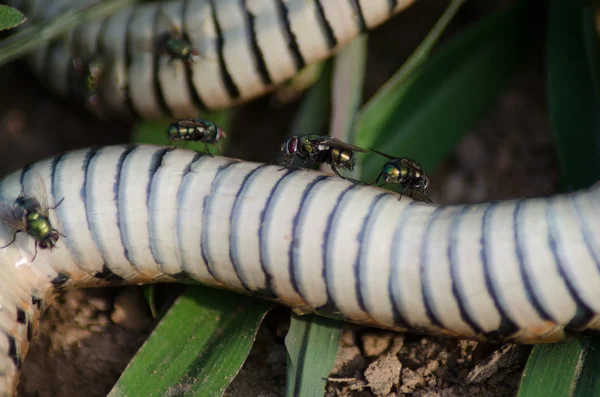 Vuela sobre una serpiente muerta en un campo de arroz asiático —  Fotos de Stock