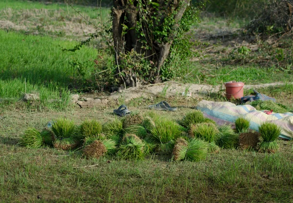 Щойно видобуваються зеленого рису пакети у азіатських рисові поля — стокове фото