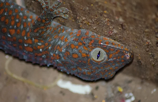 Velké asijské Gecko odhalila v skrýš — Stock fotografie