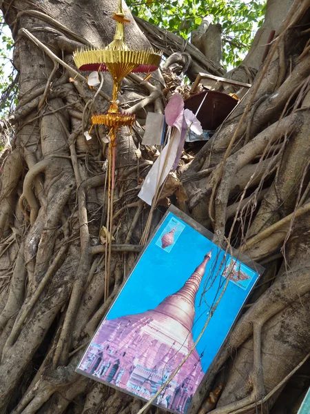 Verschiedene religiöse Gegenstände, die in die Glieder eines heiligen Baumes in Burma gestopft wurden — Stockfoto