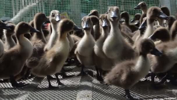 Ground level view of ducklings on a farm in Asia — Stock Video