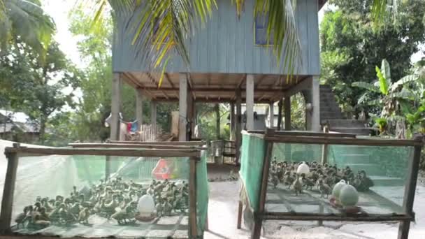 Deux enclos de canetons d'élevage vus sur une ferme asiatique — Video