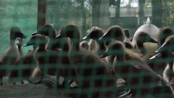 Gros plan moyen des canards d'élevage vus dans leur enclos — Video