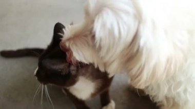 Köpek ve Kedi Arkadaşlar: Köpek Yalar Kedi ve Kedi Daha Fazla Aşk almak için Kafa Taşır