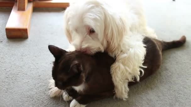 Dog and Cat in Love!  White Dog Kisses and Licks Black  Cat (MS) — Stock Video