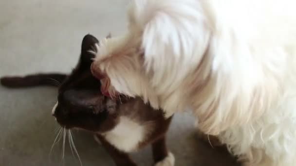 Köpek ve Kedi Arkadaşlar: Köpek Yalar Kedi ve Kedi Daha Fazla Aşk almak için Kafa Taşır — Stok video