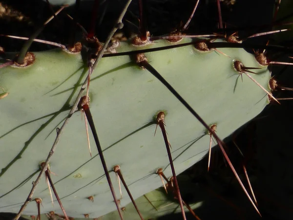 Close up of spiny desert cactus in New Mexico — Stock Photo, Image