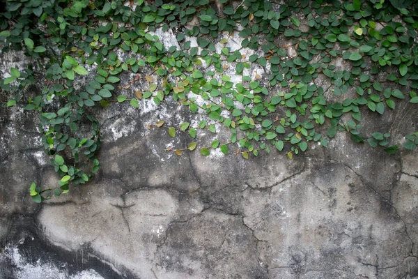 Alte Mauer aus der Kolonialzeit in Südostasien mit Reben, Schlingpflanzen, einem — Stockfoto