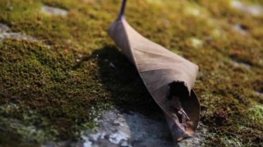 Antik Tapınağı (Angkor) - raf odaktan yosunlu kaya Tapınağı arka plan