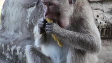 Antik Tapınak (Angkor) - Ecu maymun mango Angkor Wat Ii yiyor