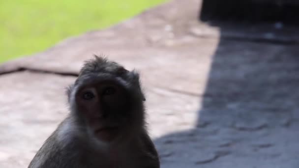 Ancient Temple (Angkor) - ECU monkey eats mango at temple #1 — Stock Video