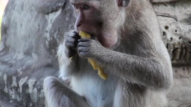 Ancient Temple (Angkor) - ECU monkey eats mango Angkor Wat II — Stock Video