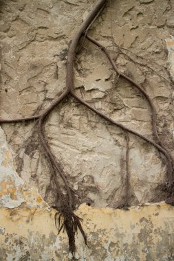 View of Colonial stucco wall in Asia with large creeper vine spa