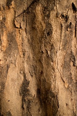 Asian Tree Bark Detail, with Organic Lumps and Pits.