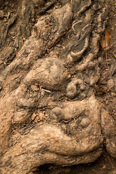 Grarled Root Clump Detail at the Base of a Tree in Asia - Vertic — стокове фото