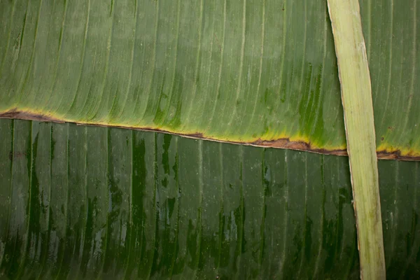 Close up of Bananna Leaf with Binder, used for Wrapping Food in