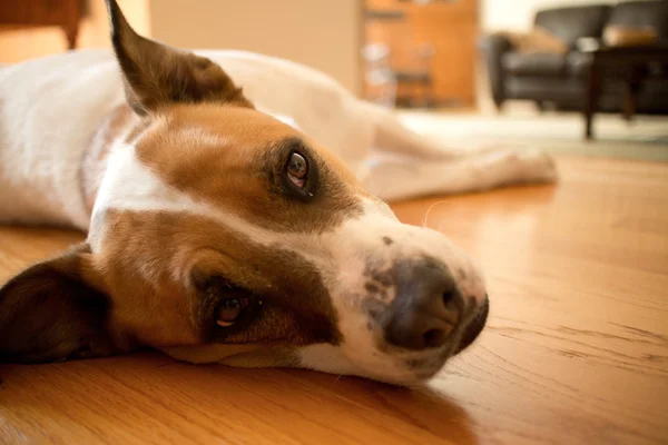 Beyaz ve kahverengi karma boksör-Pointer köpek üzerinde ahşap Interi dinlenme