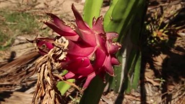 Egzotik Asya Ejderha Meyve - Cu Meyve ve Tilt Away