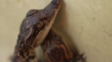 Bebek Timsahlar - Makro Cu iki bebek crocs, baş ve gözler odaklanmak