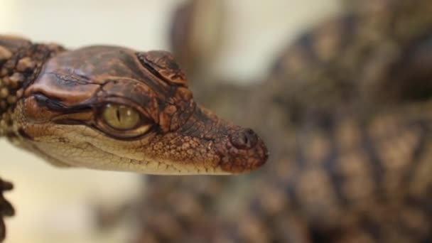 Baby krokodillen-macro cu van baby Croc hoofd, dan vervormt away — Stockvideo