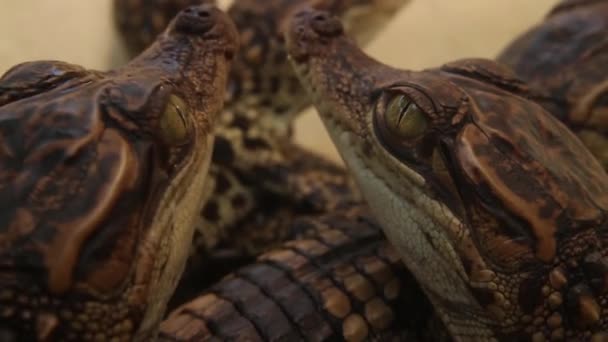 Krokodýli s dítětem-dva krokodýli, kteří volají po matce — Stock video