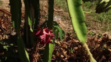 Egzotik Asya Ejderha Meyve - Cu ejderha meyve çekin