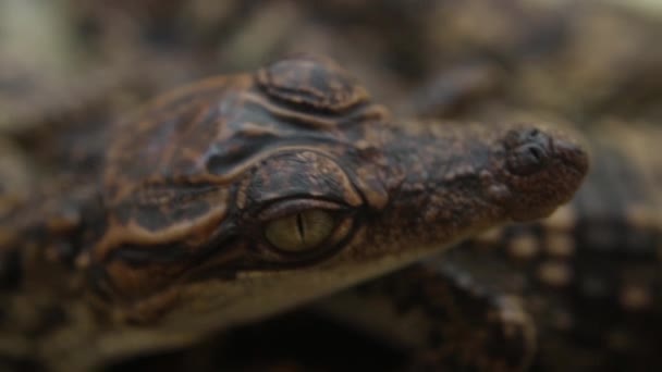 Baby-Krokodile - Ecu von einem Krokodilkopf, verschieben auf zwei Köpfe — Stockvideo
