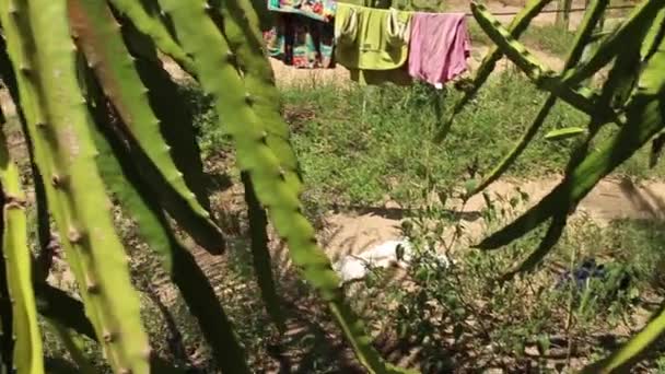 Egzotik Asya Ejderha Meyve - olgun ejderha meyve sarmaşıklar taşı — Stok video