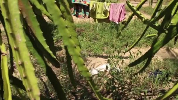 FRUTAS DE DRAGÓN ASIANO EXÓTICO - Pasar de la vid a la fruta de dragón madura — Vídeos de Stock