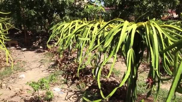Exotische asiatische Drachenfrucht - Pfanne um Plantage — Stockvideo