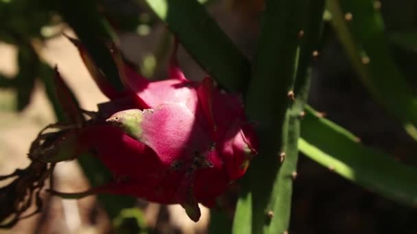 EXOTIC ASIAN DRAGON FRUIT - CU фруктів у напівтіні — стокове відео