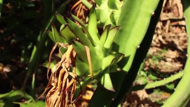 ИСКОТИЧЕСКИЙ АЗИЙСКИЙ ДРАГОН ФРУИТ - кукурузные незрелые плоды на виноградной лозе — стоковое видео