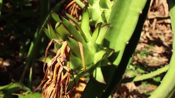 EXOTIC ASIAN DRAGON FRUIT - CU Однорічні фрукти на лозі — стокове відео