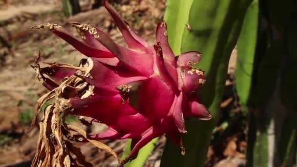 ESOTICO ASIAN DRAGON FRUIT - Vista laterale Avvicinamento — Video Stock